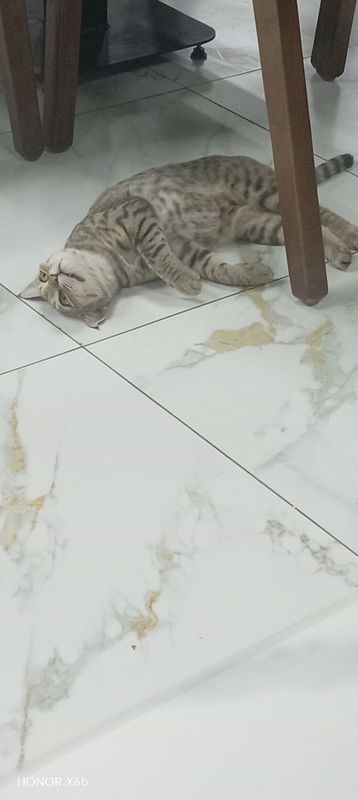 Mushuk