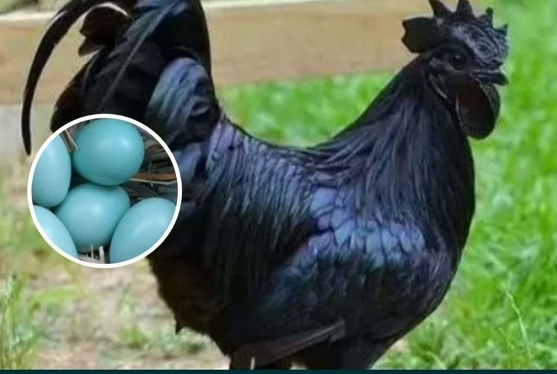 Uxayol xorozlari sotiladi Uxayol xorozlari sotiladi