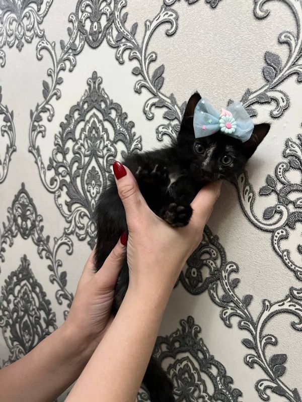 Котята в добрые руки приучены к лотку Котята в добрые руки приучены к лотку