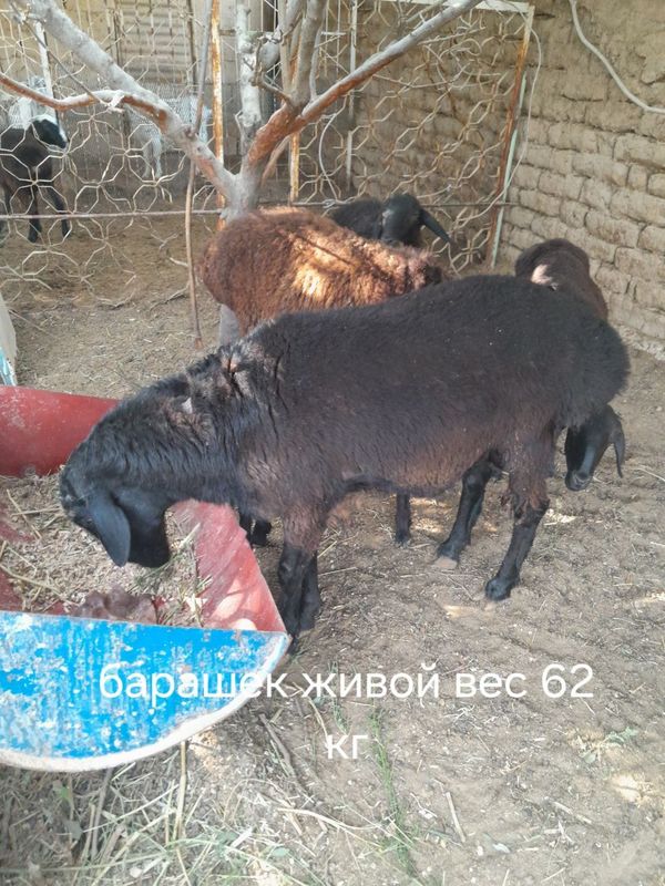 Продаются бараны. Продаются бараны.
