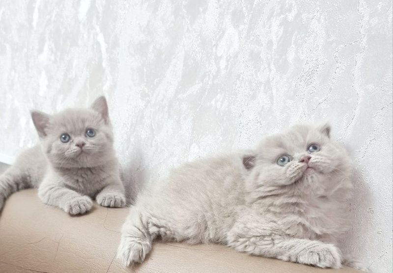 Шотландские котята Шотландские котята