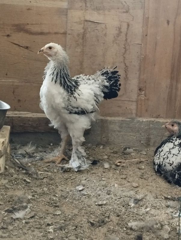 Svetliy brama juja sotiladi Svetliy brama juja sotiladi