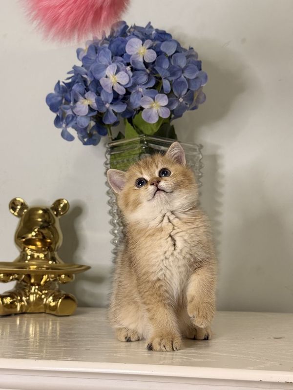 Золотая шиншилла Золотая шиншилла