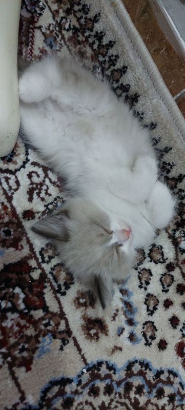 Scottish Fold Heyland mushuk bolalari Scottish Fold Heyland mushuk bolalari