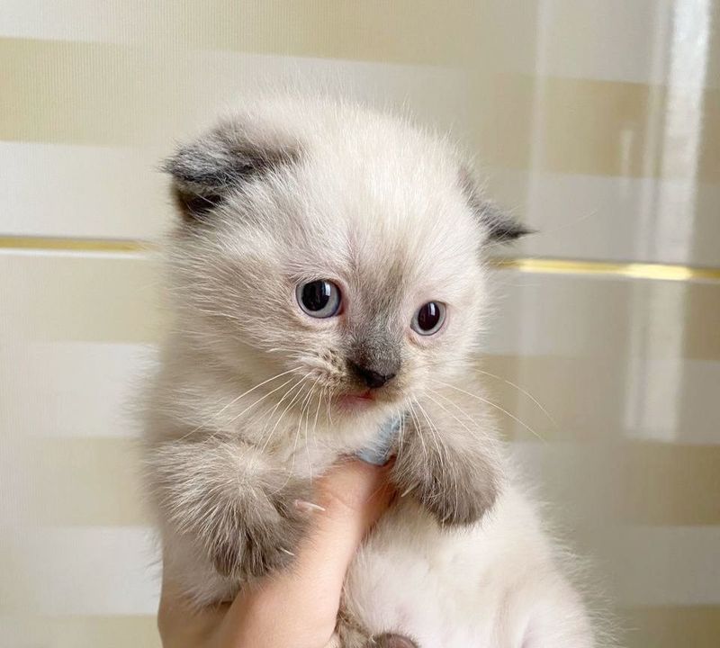 Продаются котята скоттиш фолд пойнт окрас Продаются котята скоттиш фолд пойнт окрас