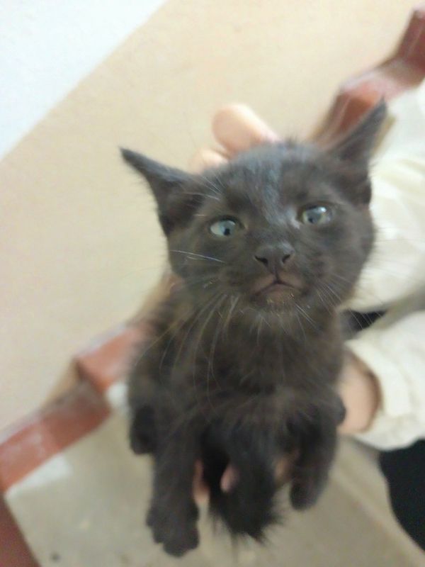 Пристраивается котенок Пристраивается котенок