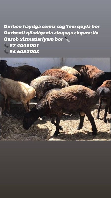 Assalomu aleykum Qurbonlik ucun qoylar va molar Assalomu aleykum Qurbonlik ucun qoylar va molar