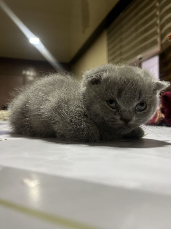 Скоттиш мушуклар Скоттиш мушуклар
