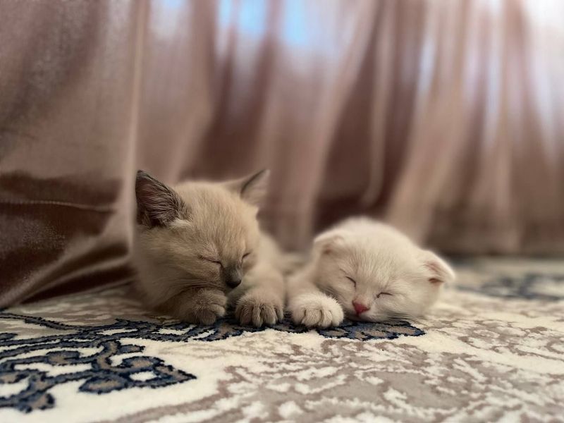 котята