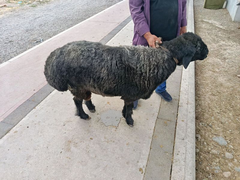 Qoʻchqor jivoy ves 140 kg Qoʻchqor jivoy ves 140 kg