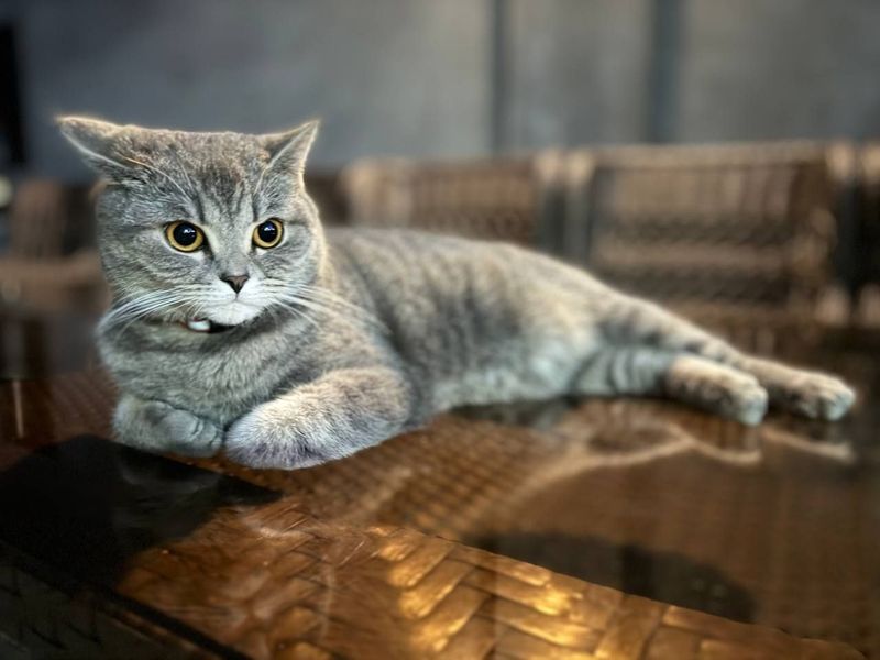 Вислоухая шотландскоя Вислоухая шотландскоя