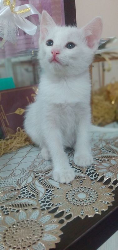 Котята бесплатно Котята бесплатно