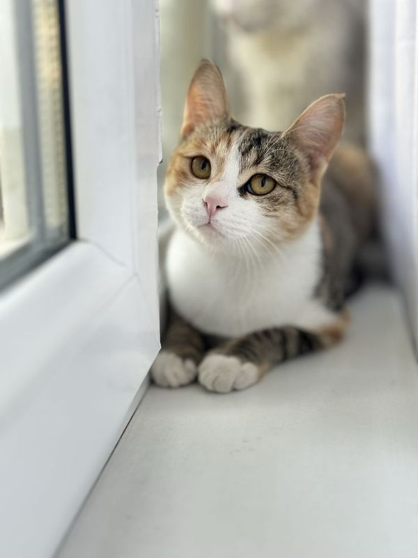 Отдадим 5 месячный котенку на хорошую руку Отдадим 5 месячный котенку на хорошую руку