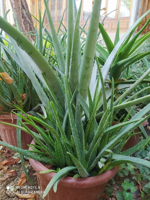 Kosmetichiskiy aloe