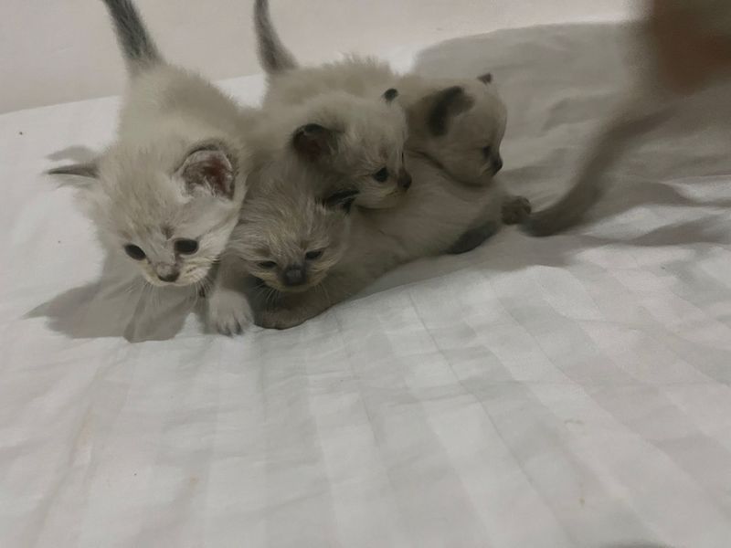 Mushuk bolalari sotiladi. 150$. Toza qon