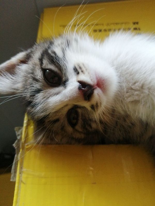 Котенка в хорошие руки Котенка в хорошие руки