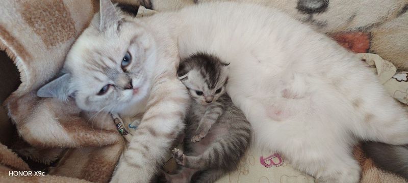 Зотли она мушуклар Зотли она мушуклар