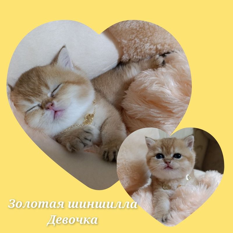 Продаётся котёнок золотая шиншилла! Продаётся котёнок золотая шиншилла!