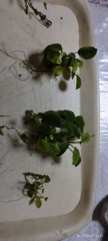 Анубиас Нана кустики Анубиас Нана кустики