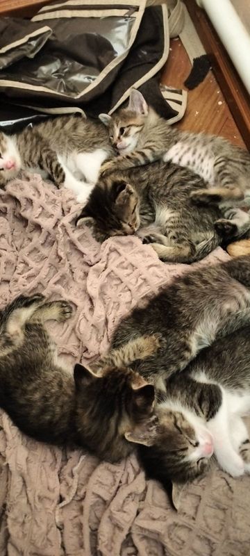 Котята в добрые руки Котята в добрые руки