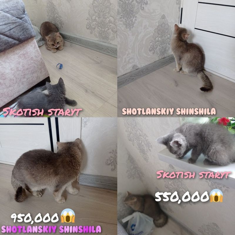 Shotlanskiy shinshila Yoqimtoy Shotlanskiy shinshila Yoqimtoy