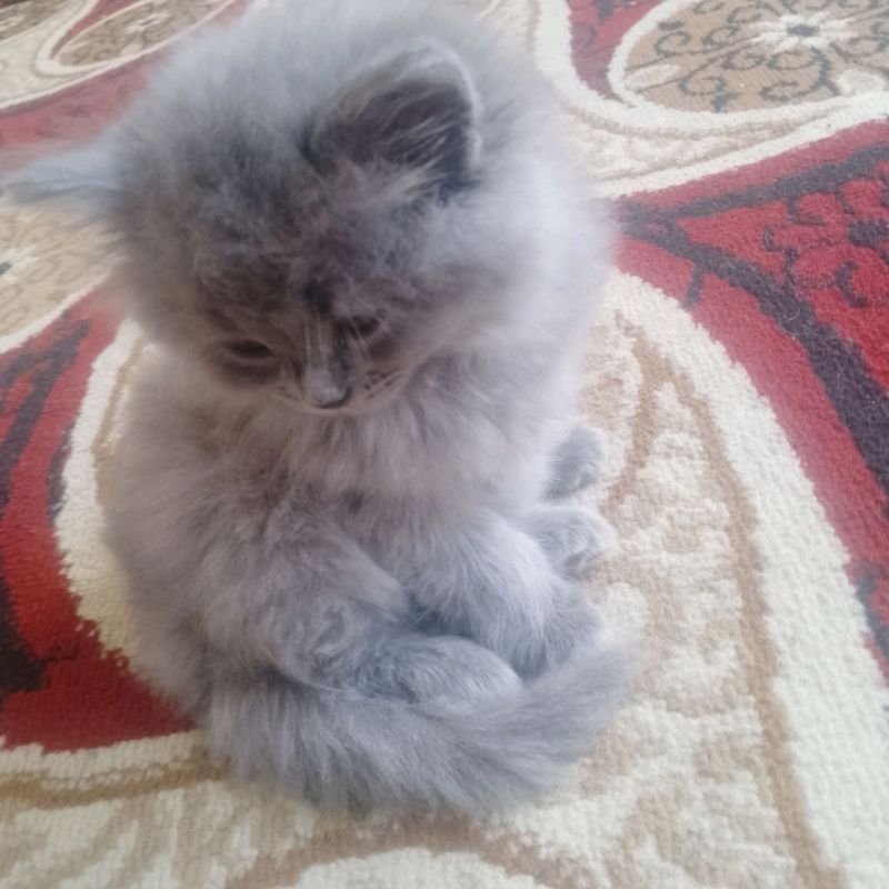 mushuklar sotiladi mushuklar sotiladi