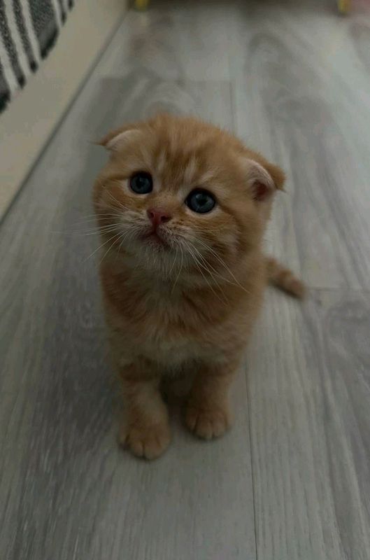 Шотландский вислоухий котёнок Шотландский вислоухий котёнок