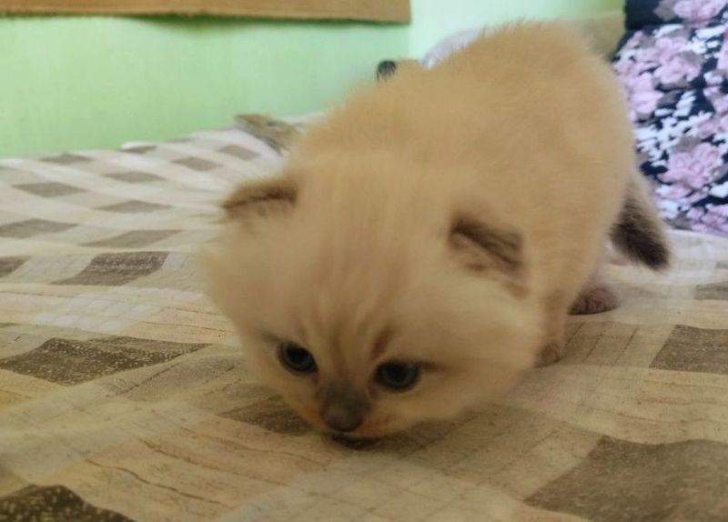 Продаются котята