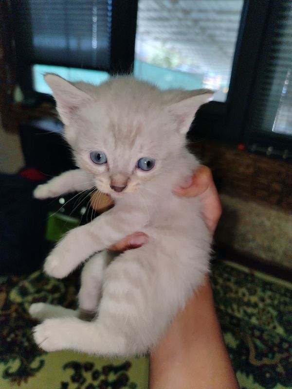 Срочно продаётся котята им по 1 месяцу