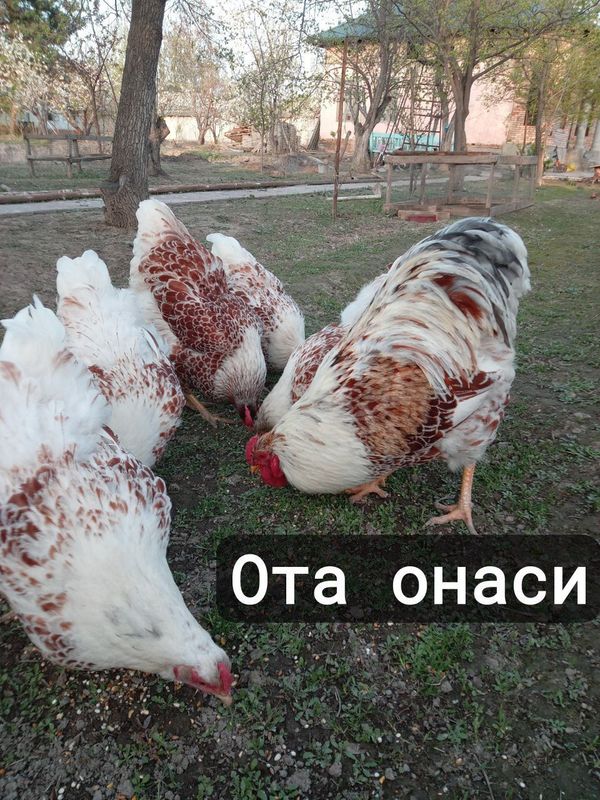 Виандот белое золото куры товук Виандот белое золото куры товук