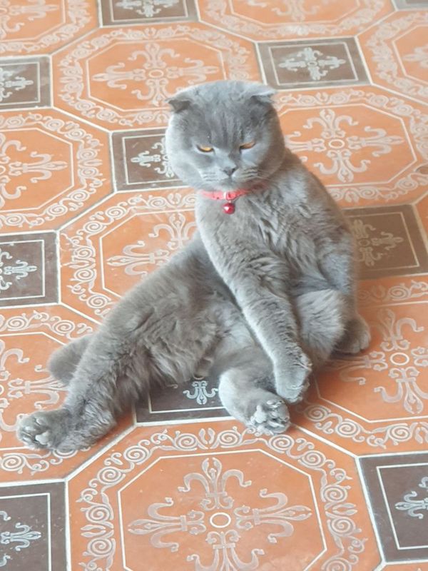 Шотландская вислоухая кошка продается самец Шотландская вислоухая кошка продается самец