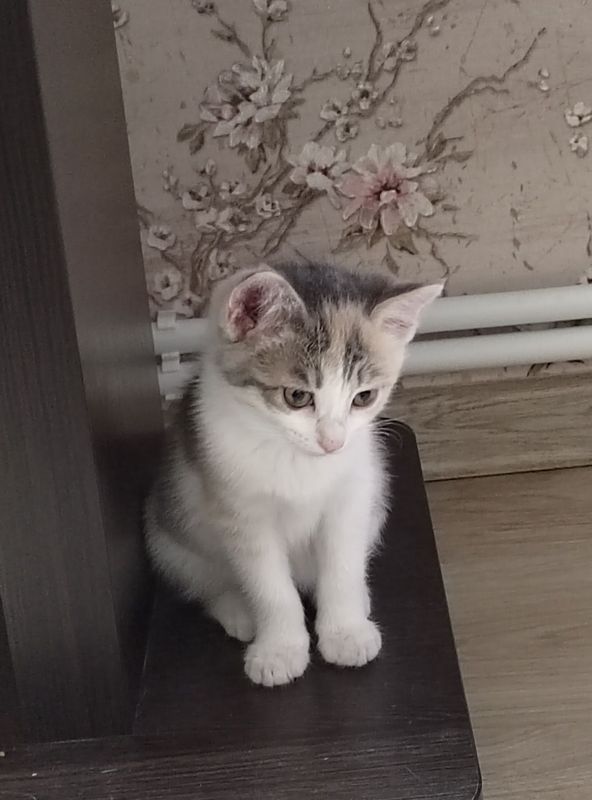 Продам котят метисов Продам котят метисов