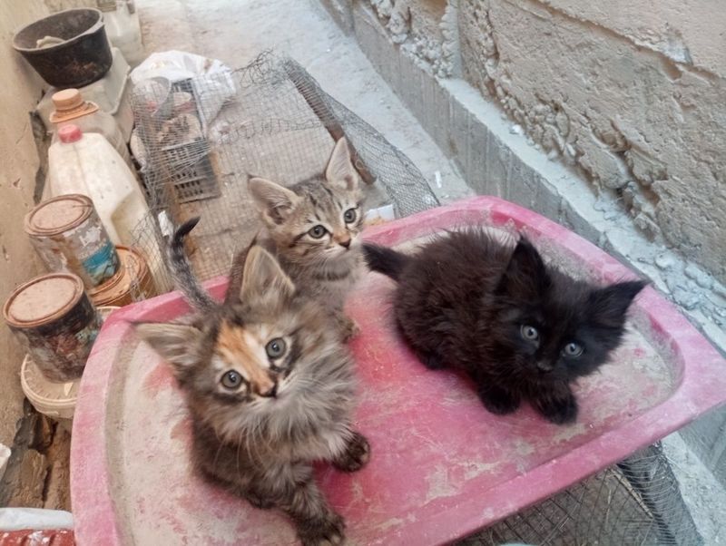 Отдам в хорошие руки Отдам в хорошие руки