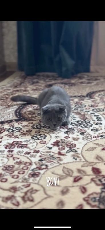 Продаётся шотландский вислоухий серый кот