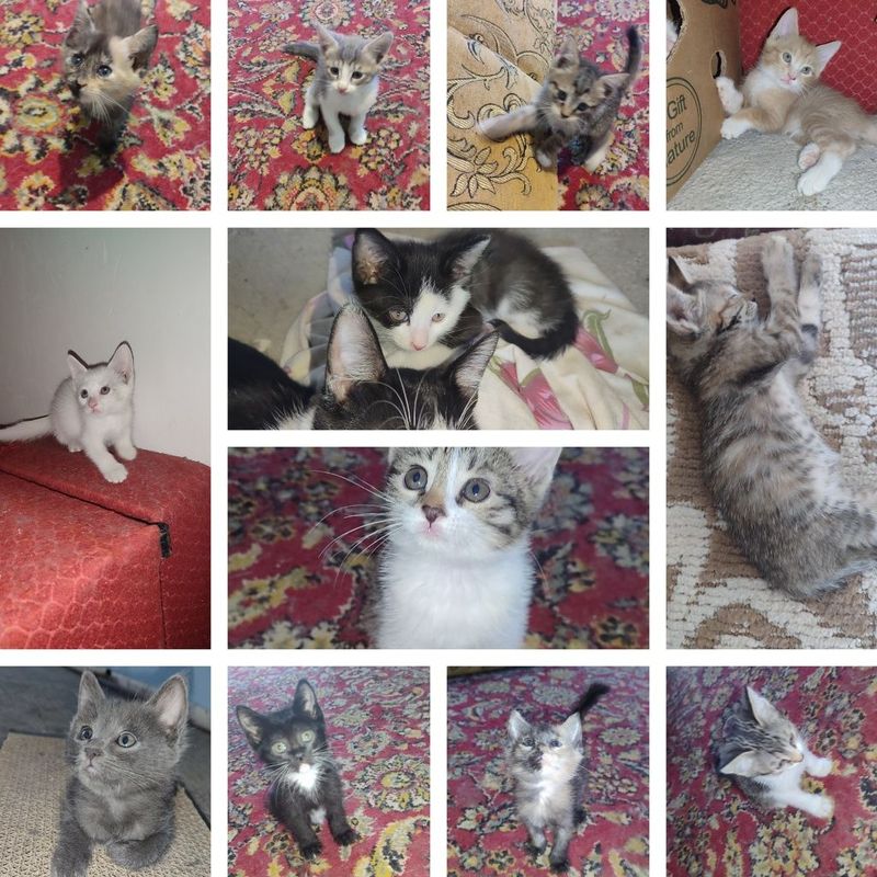 Котята в добрые руки. Бесплатно! Котята в добрые руки. Бесплатно!