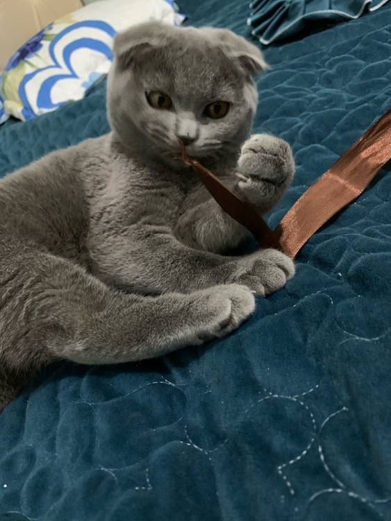 scottish fold kitten