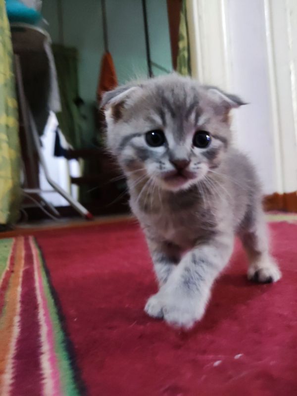Котята вислоухие Мальчики Котята вислоухие Мальчики