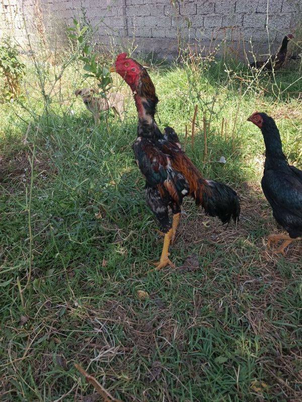 Juja yirik yaxwi uriwgan vidyosibor narsa sotiladi tengiga quyib ovura Juja yirik yaxwi uriwgan vidyosibor narsa sotiladi tengiga quyib ovura
