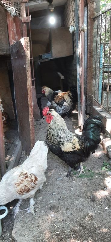 Продаётся петух полтора года Продаётся петух полтора года