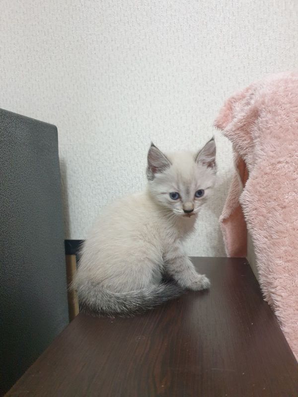 продаются котята продаются котята