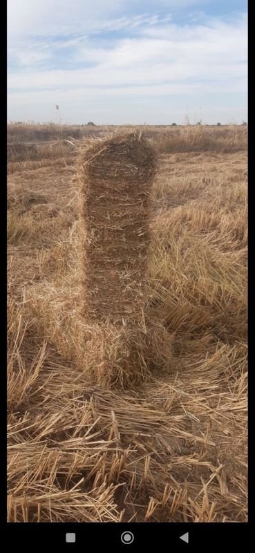 Шоли пресс Бухоро шахар туманларга даставка киламиз