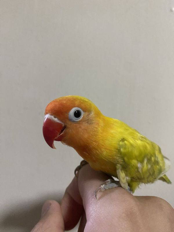 Papugay ruchnoy sotiladi Papugay ruchnoy sotiladi