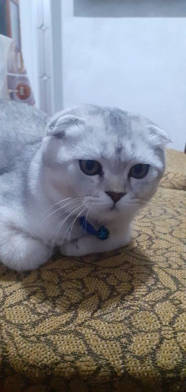 Скотиш фолд шиншилла Скотиш фолд шиншилла
