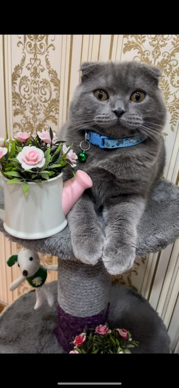 животные животные