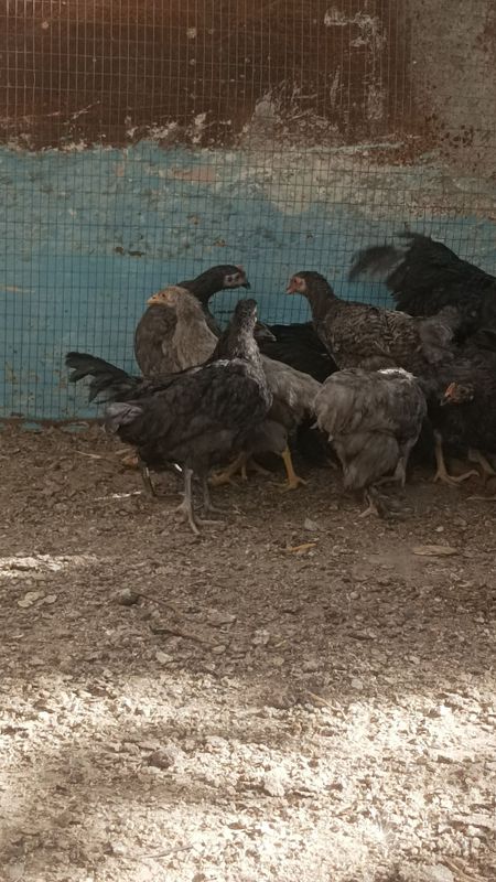 Joja 4-5 oylik vaksina qilingan Joja 4-5 oylik vaksina qilingan