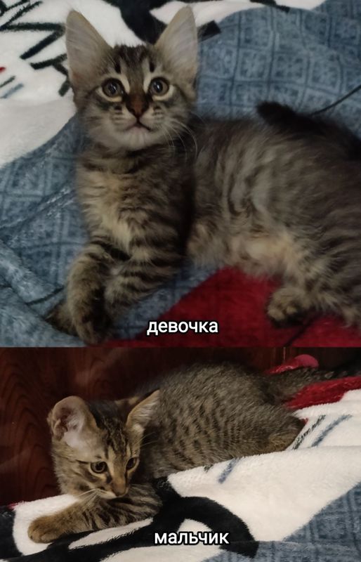 Домашние котята. Домашние котята.