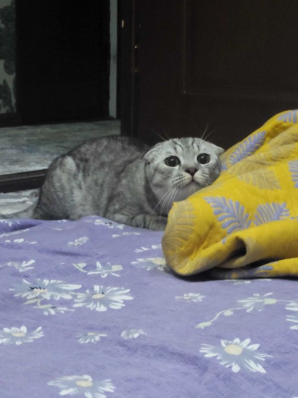 SOTILADI Кошка скотиш фолд шиншила SOTILADI Кошка скотиш фолд шиншила