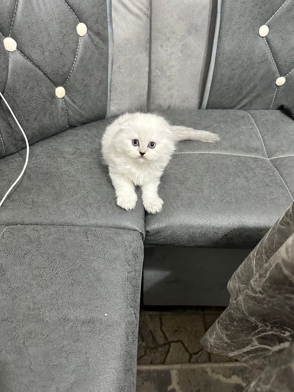 Шотландские вислоухие котята Шотландские вислоухие котята