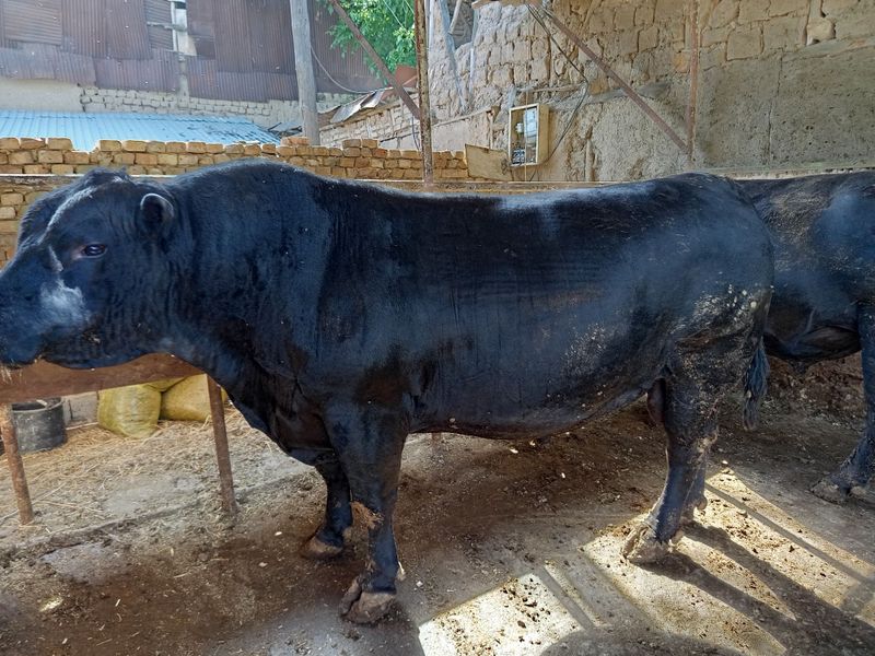 Angus buqa qurbonlikka Angus buqa qurbonlikka