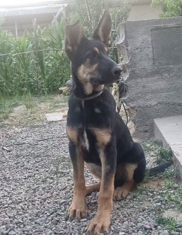 Kuchuk сабака 5 oylik Kuchuk сабака 5 oylik